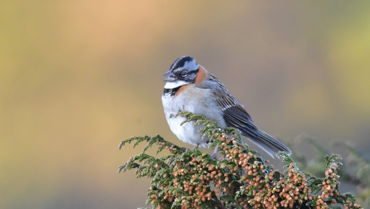Rufous-collared Sparrow - ML50551581