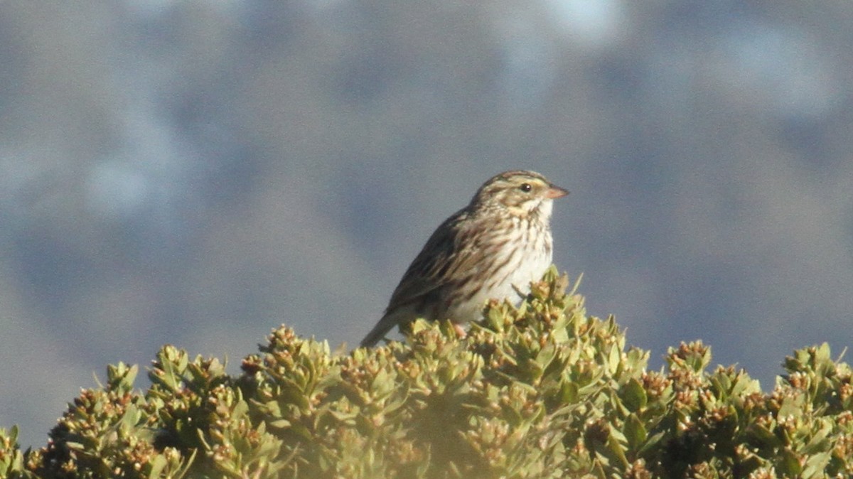 Savannah Sparrow - ML50551661