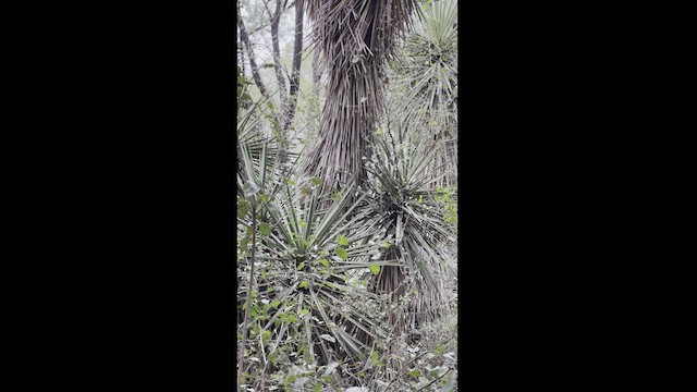 Troglodyte des forêts - ML505517841