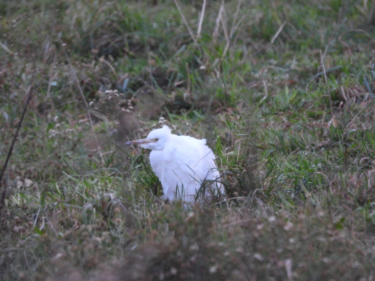 Ebird checklist 20 nov 2022 stakeout gray kingbird barney s joy