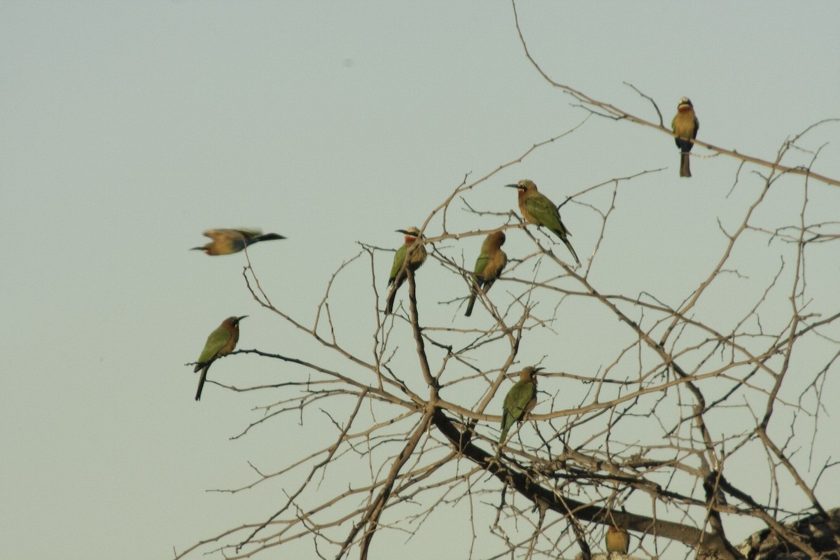 White-fronted Bee-eater - ML505521261