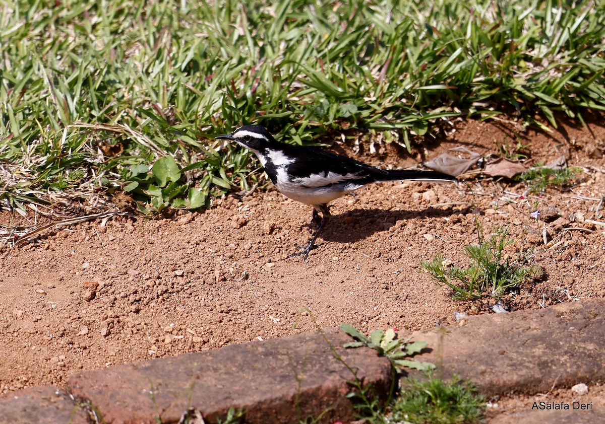 African Pied Wagtail - ML505523801