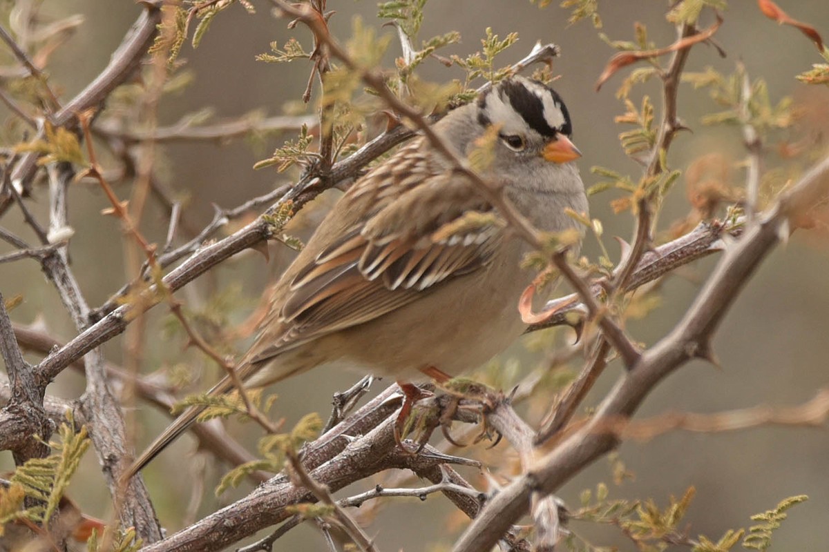 White-crowned Sparrow - ML505524451