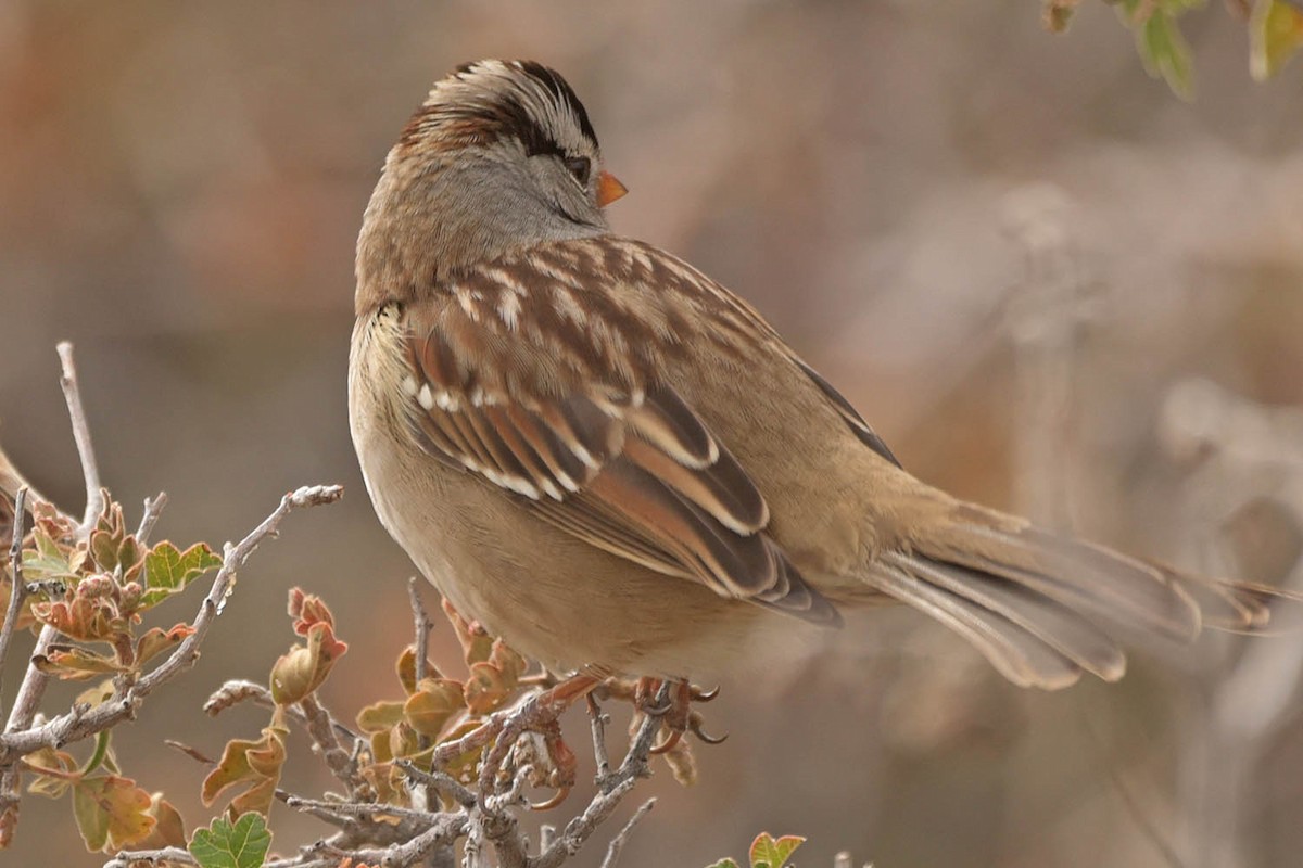 White-crowned Sparrow - ML505524461