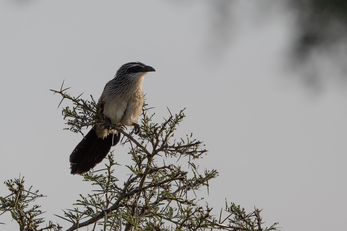 White-browed Coucal - ML505524841