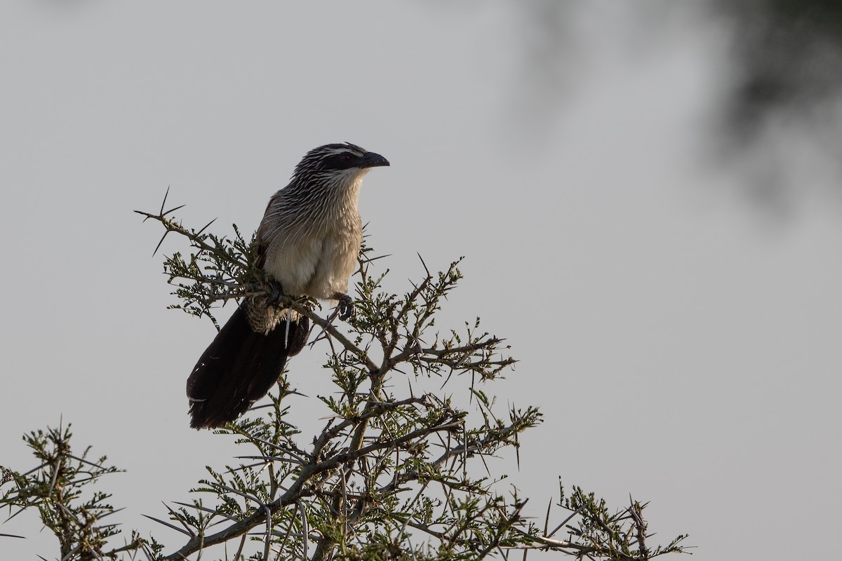 White-browed Coucal - ML505524851
