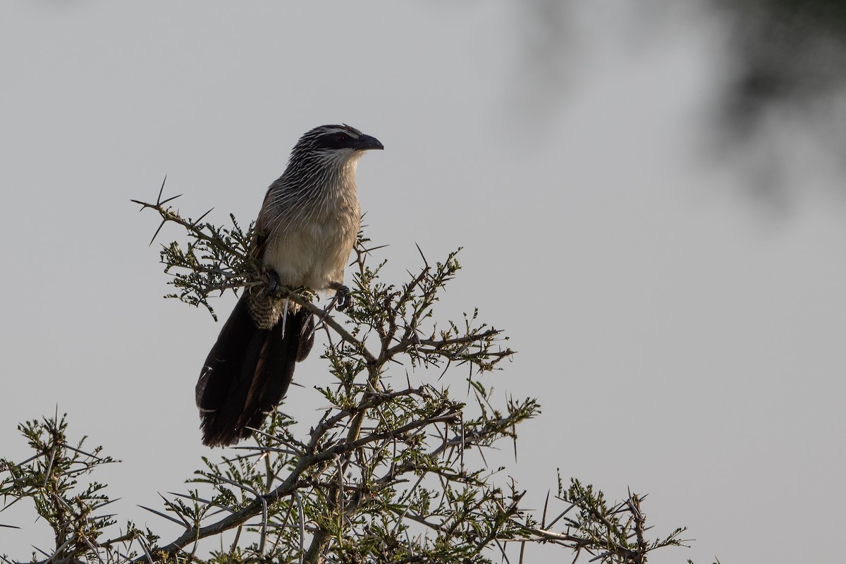 White-browed Coucal - ML505524871