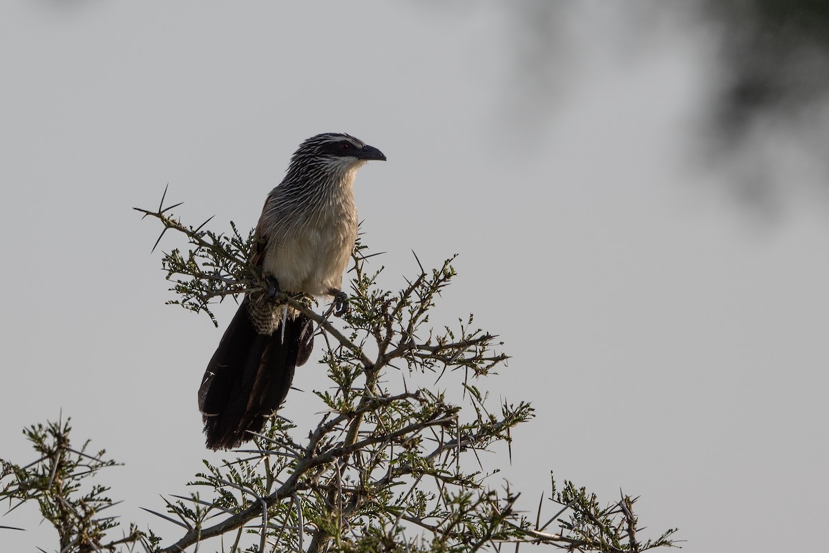 White-browed Coucal - ML505524881