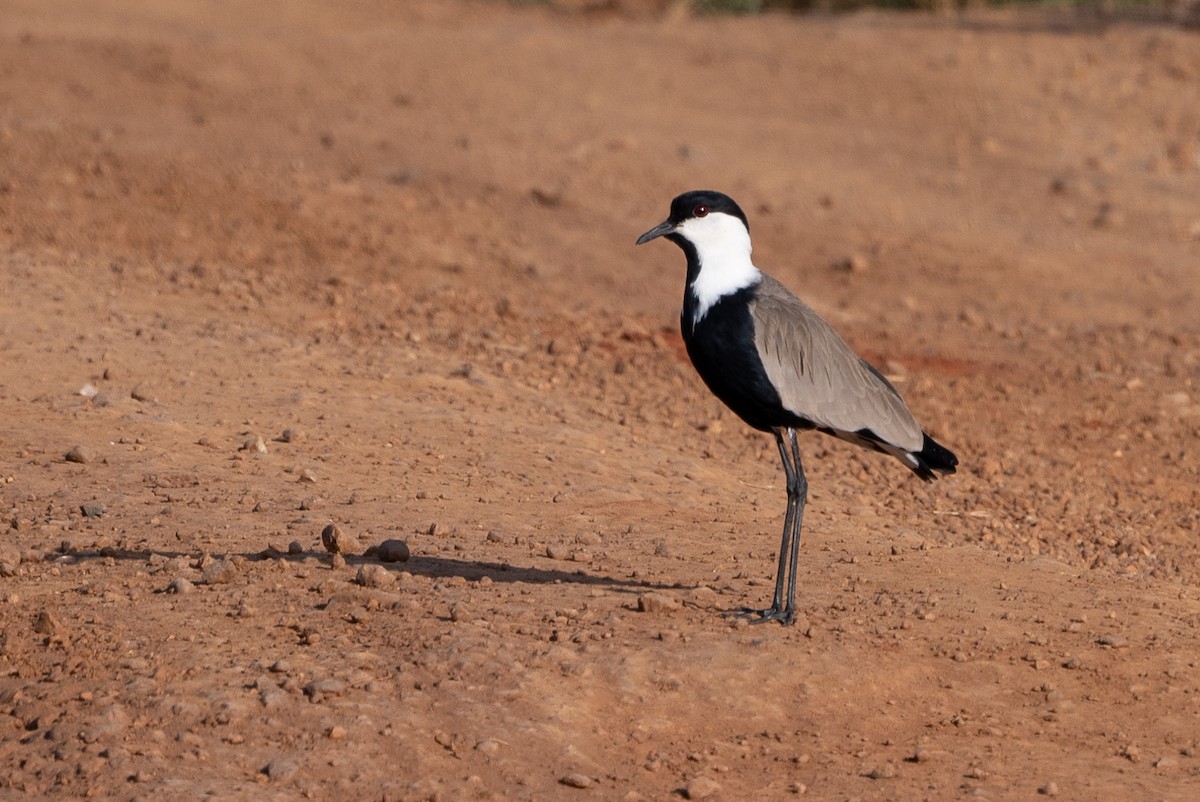 Spur-winged Lapwing - ML505525491