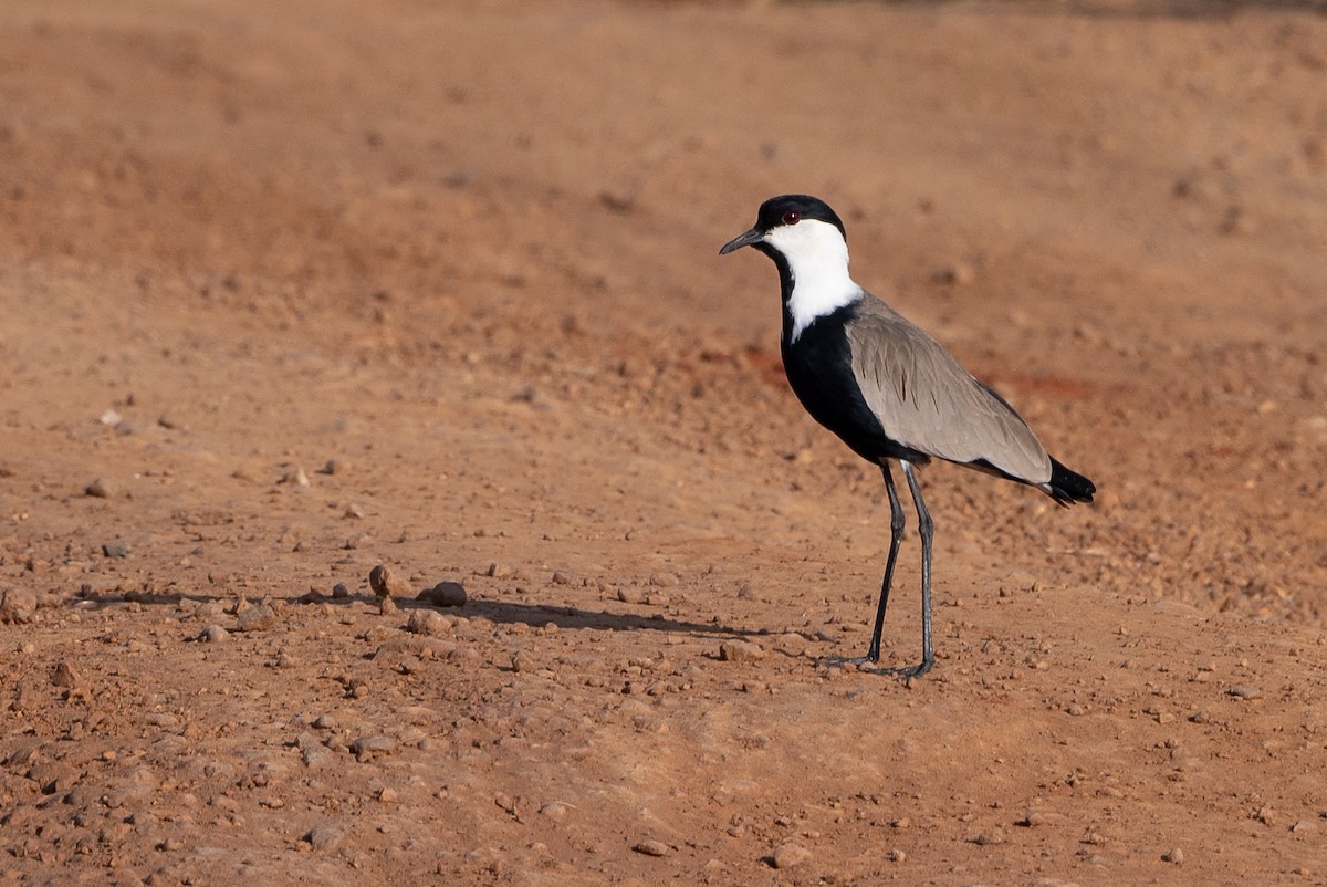 Spur-winged Lapwing - ML505525501