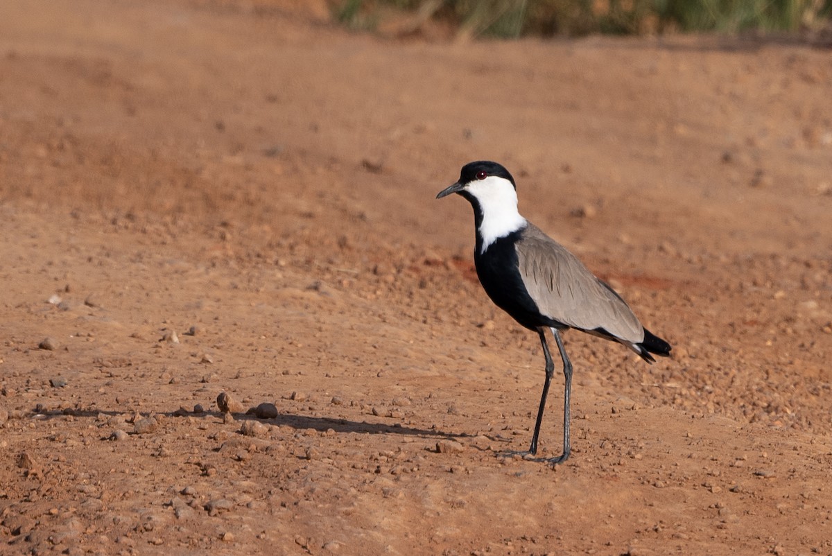 Spur-winged Lapwing - ML505525511