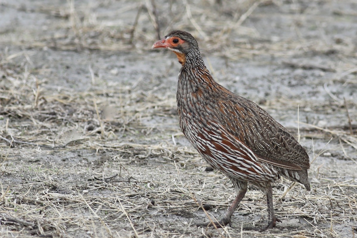Gray-breasted Spurfowl - Gil Ewing