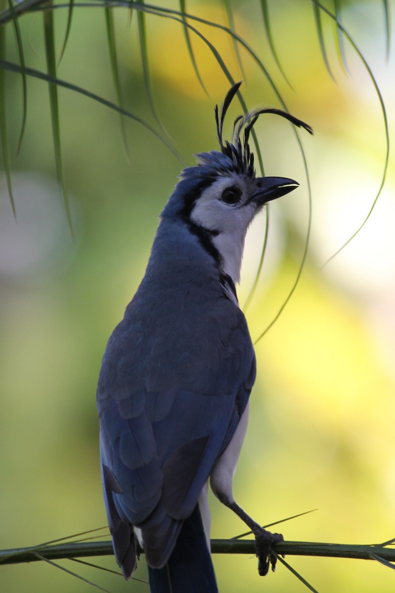 White-throated Magpie-Jay - ML50553711