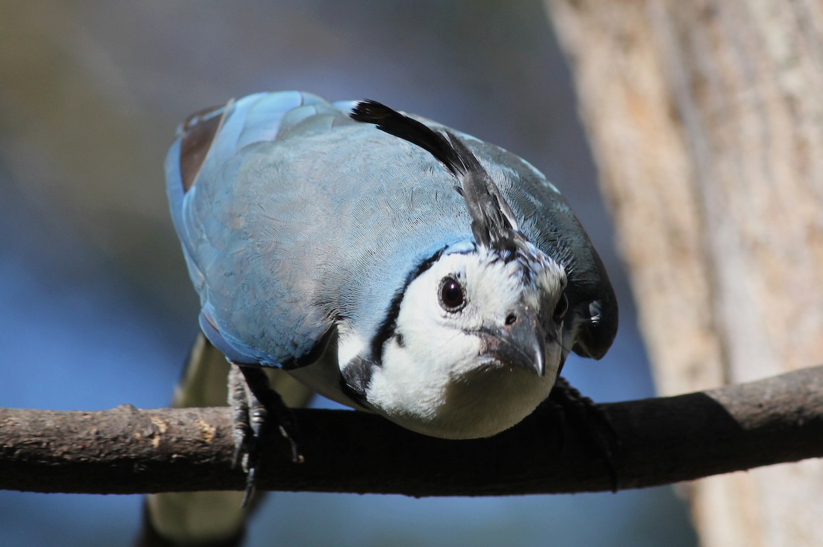 White-throated Magpie-Jay - ML50553721