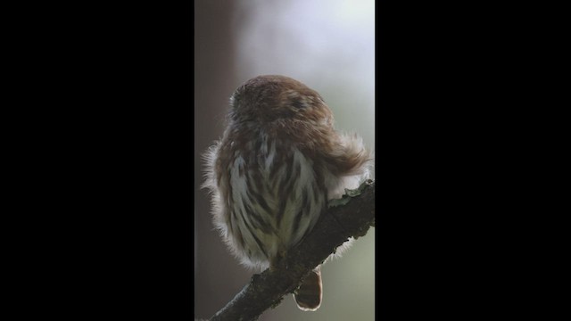 Ferruginous Pygmy-Owl (Ferruginous) - ML505542331