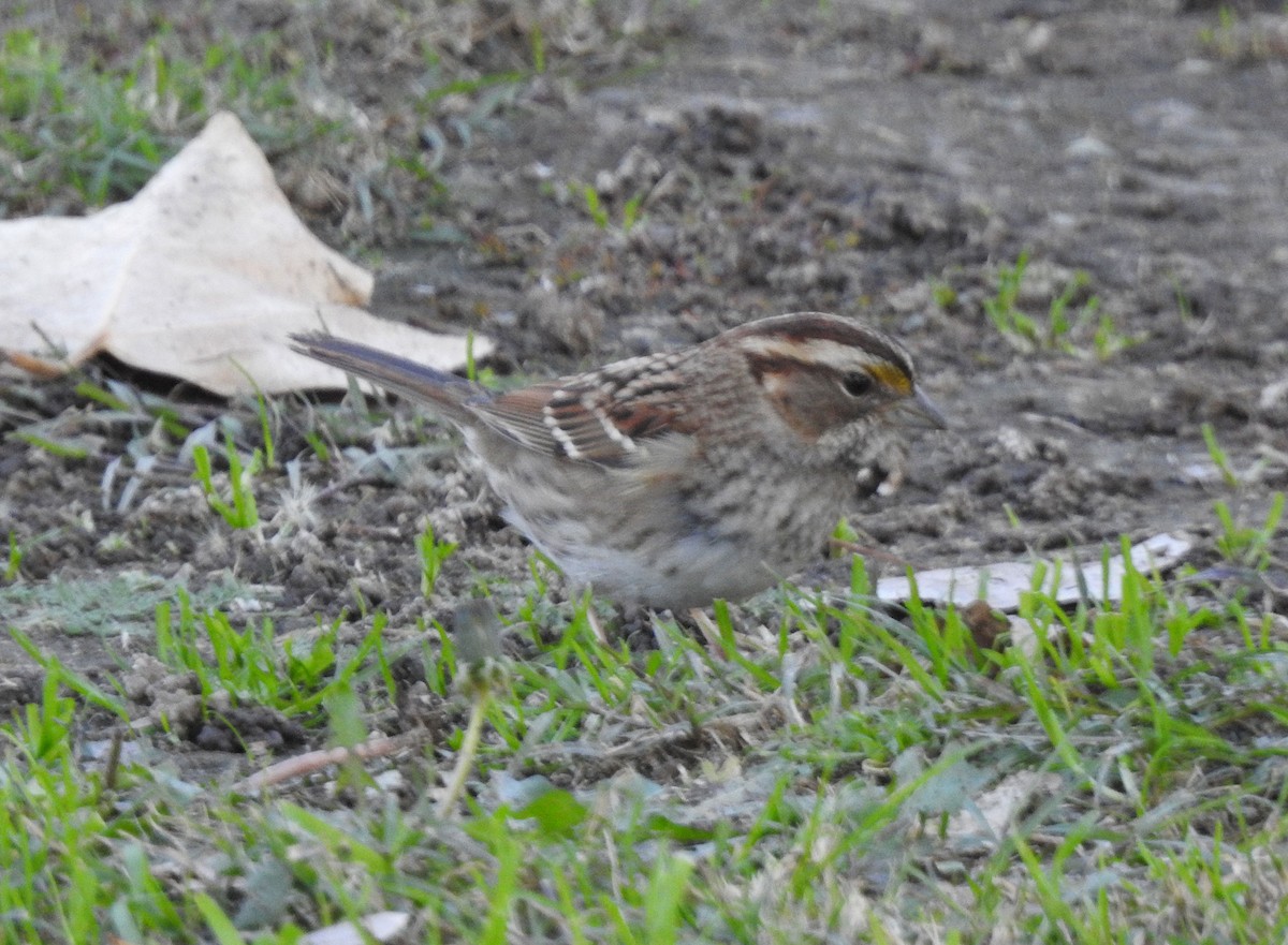 White-throated Sparrow - ML505542571