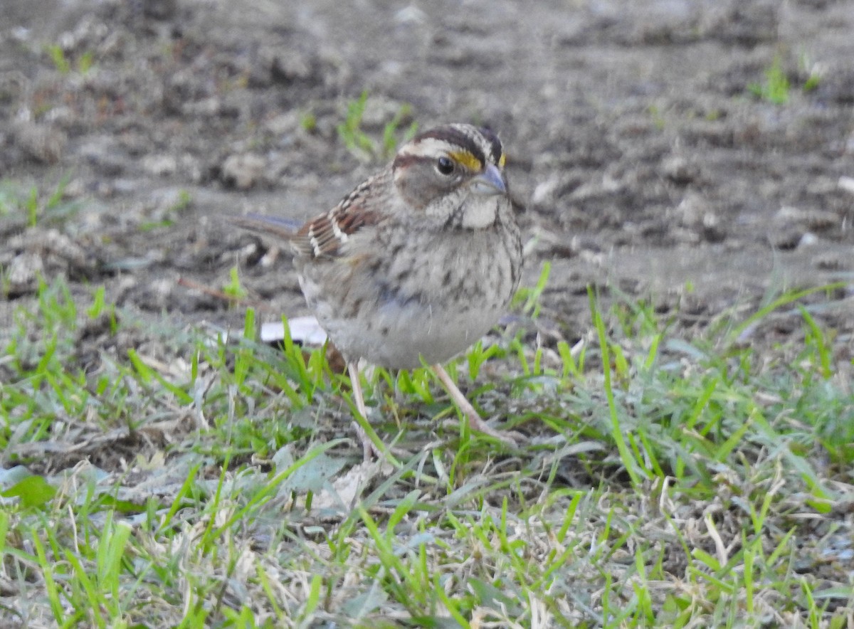 White-throated Sparrow - ML505542581