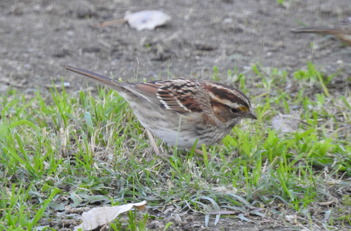 White-throated Sparrow - ML505542591