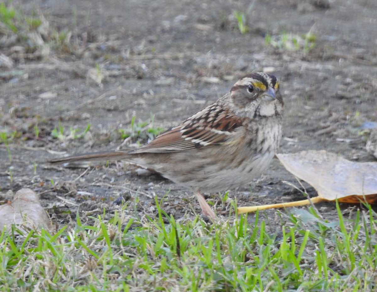 White-throated Sparrow - ML505542601
