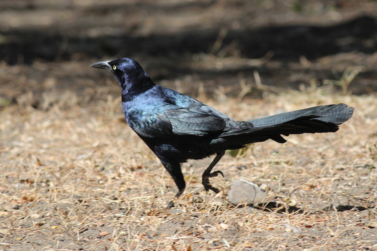 Great-tailed Grackle - Margaret Viens