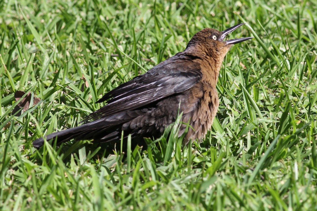 Great-tailed Grackle - ML50554511