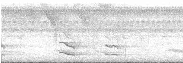 Toucan tocard (ambiguus/abbreviatus) - ML505545691