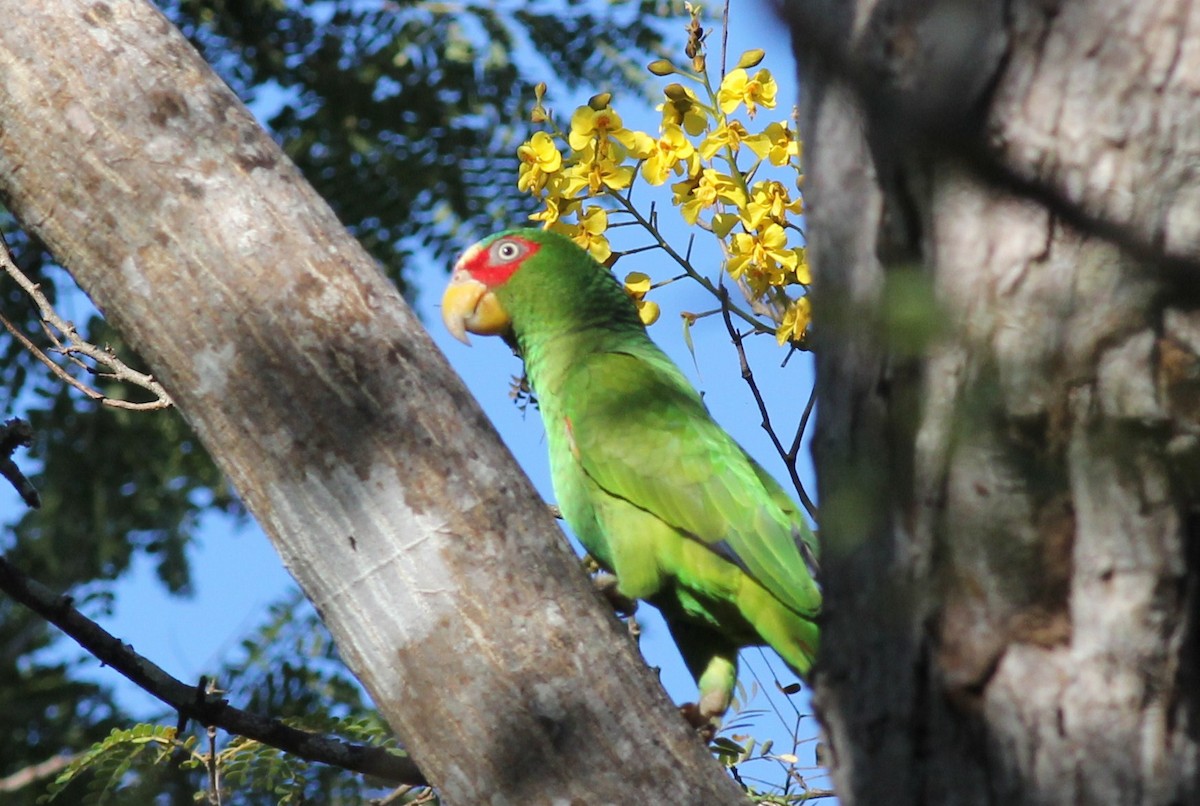 White-fronted Parrot - Margaret Viens