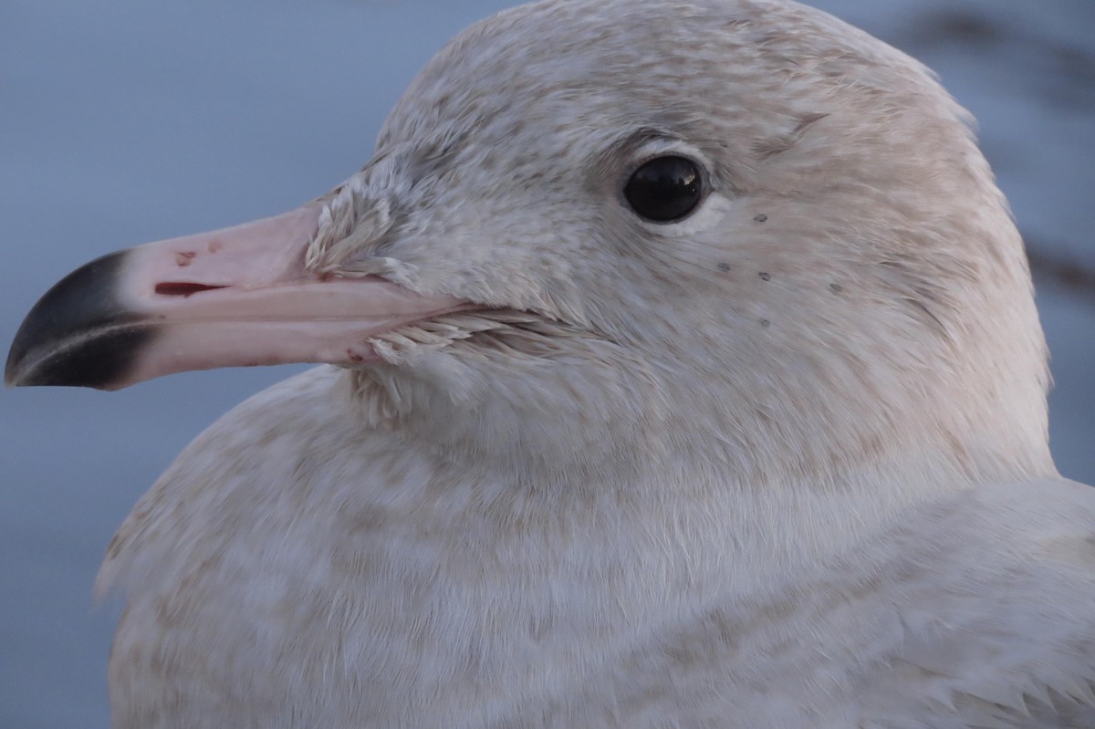 Glaucous Gull - Juvenile Birder
