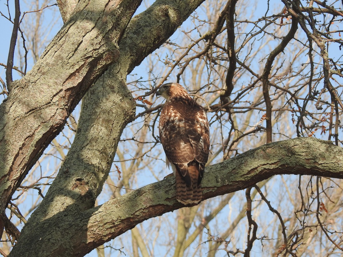 Red-tailed Hawk - ML505548541