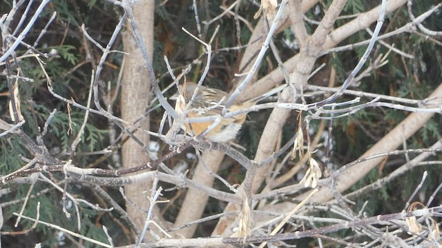 Spotted Towhee - ML505551671