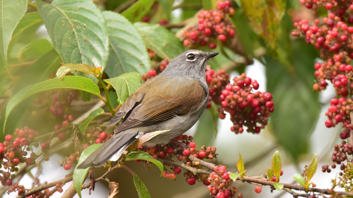 Brown-backed Solitaire - Curtis McCamy