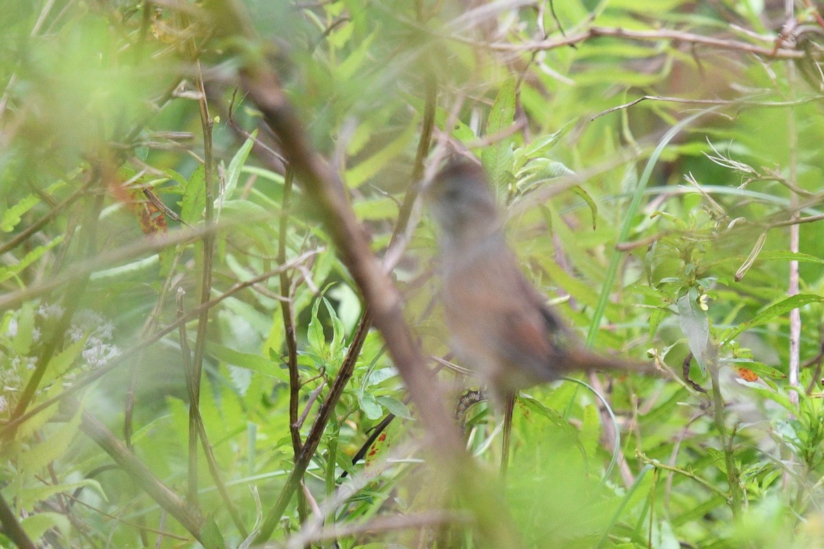 Swamp Sparrow - barbara segal