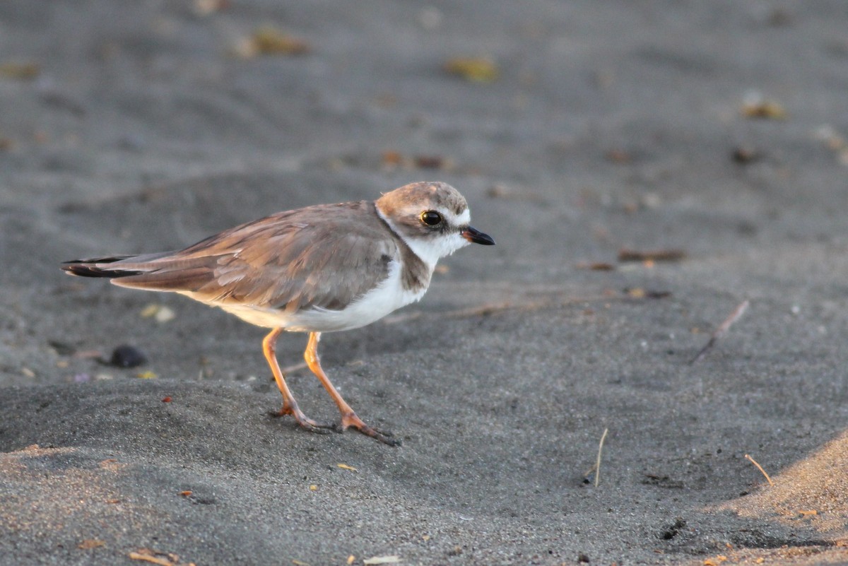 Semipalmated Plover - ML50555401