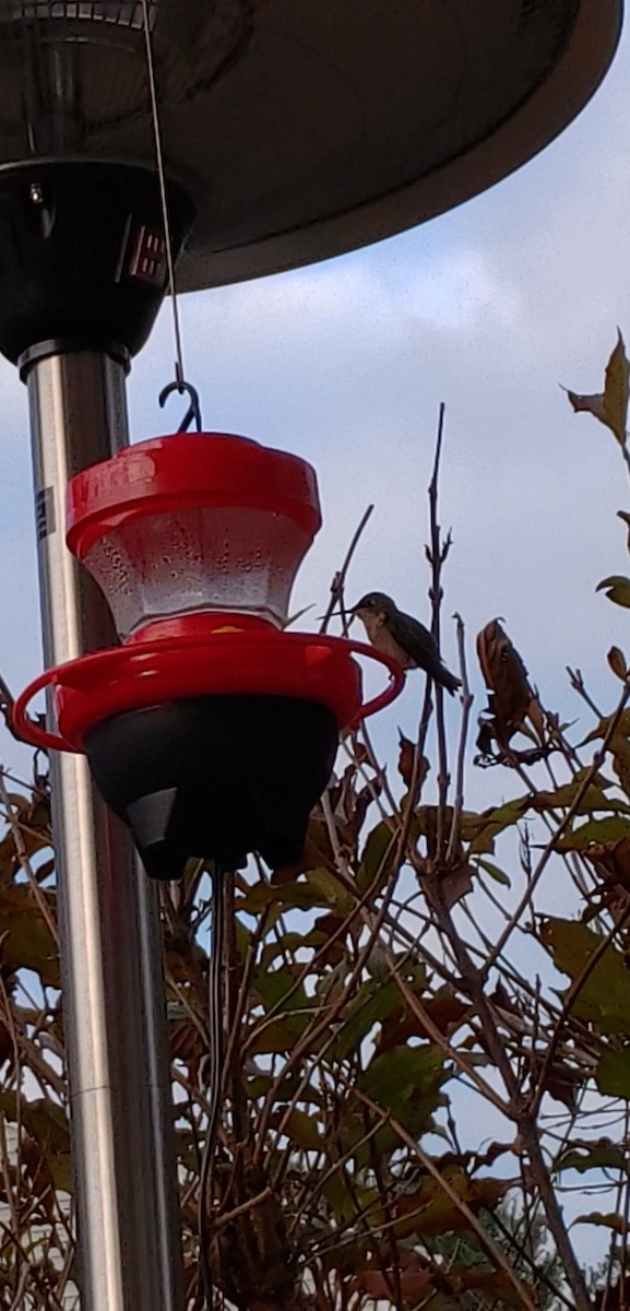 eBird Checklist - 20 Nov 2022 - 6 Raven Boulevard, Coventry, Rhode