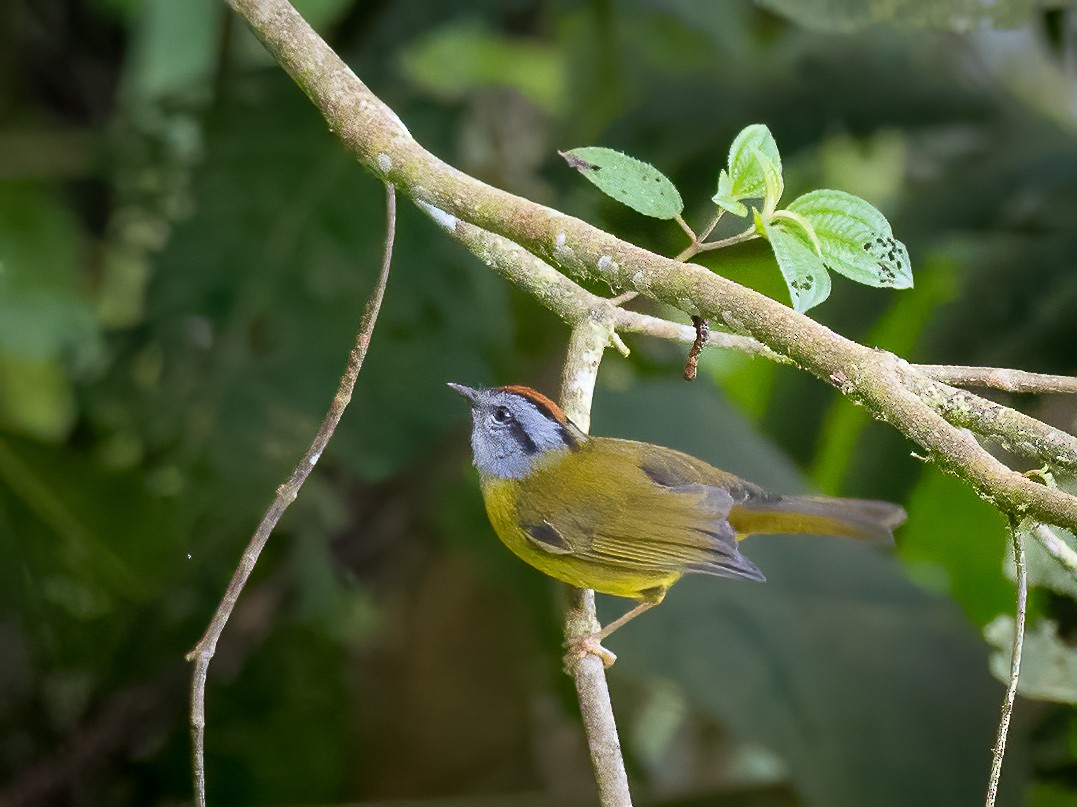 Russet-crowned Warbler - Anonymous