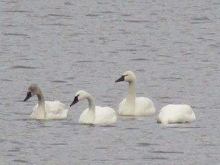 Tundra Swan (Whistling), ML50556051