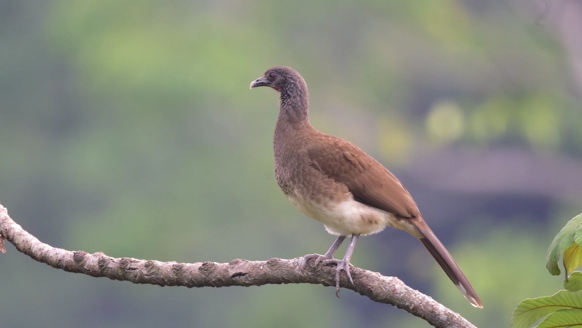 White-bellied Chachalaca - Curtis McCamy