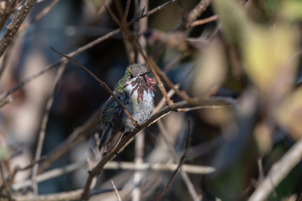 Calliope Hummingbird - Steve Rappaport