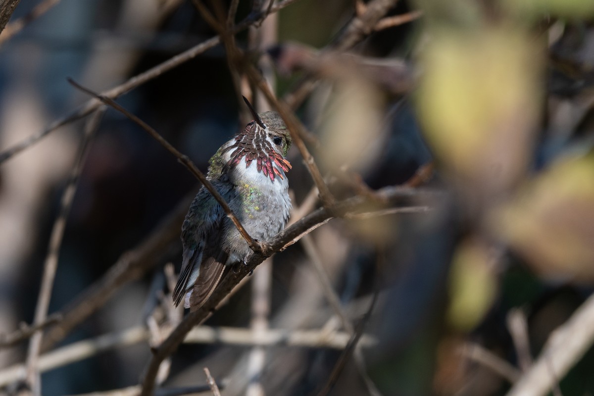 Calliope Hummingbird - ML505565791