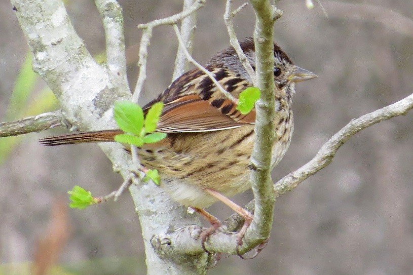 Swamp Sparrow - Donald Sutherland