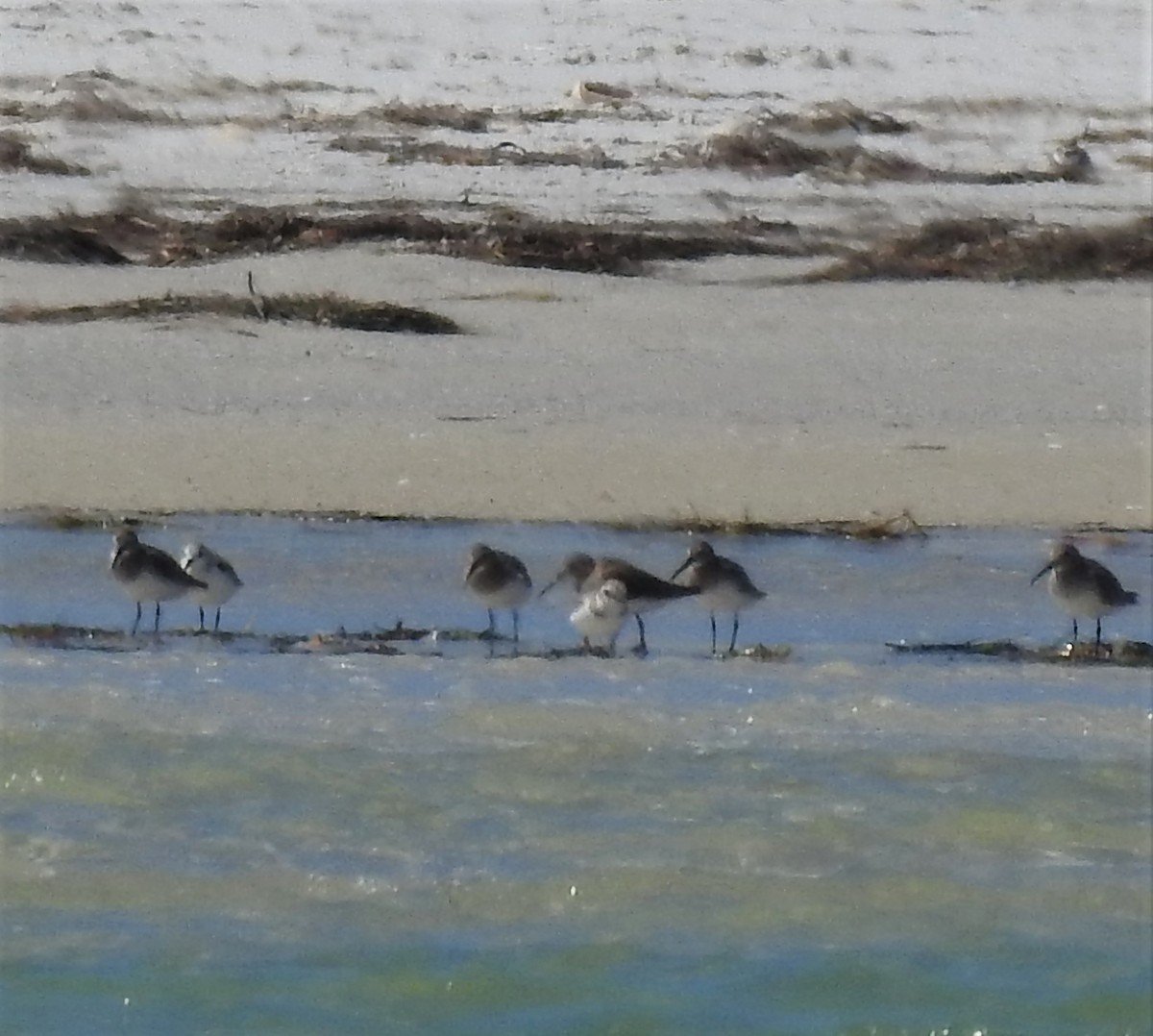 Piping Plover - ML50559731