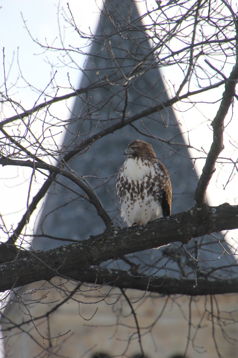 Red-tailed Hawk - ML505598591