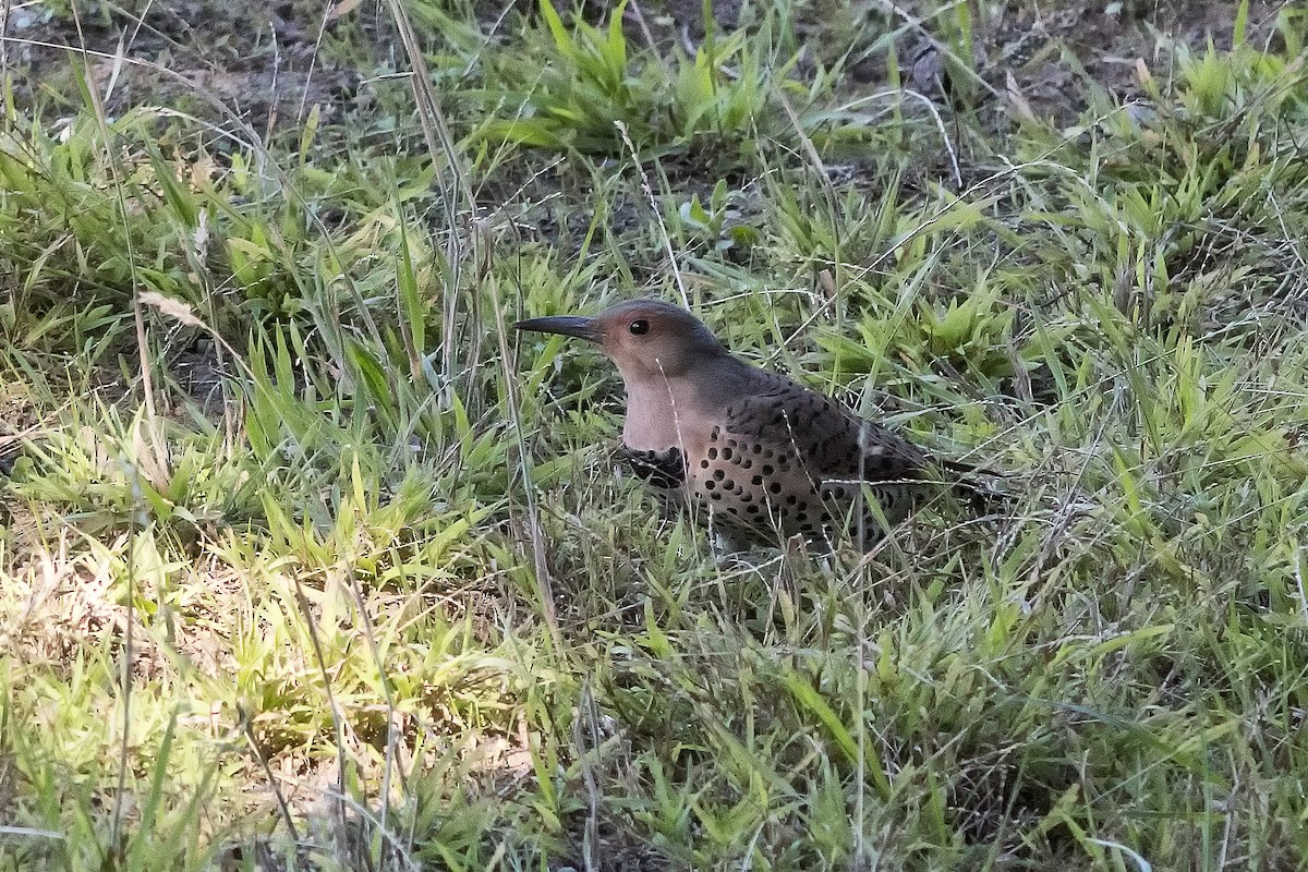 Northern Flicker (Red-shafted) - ML505601791