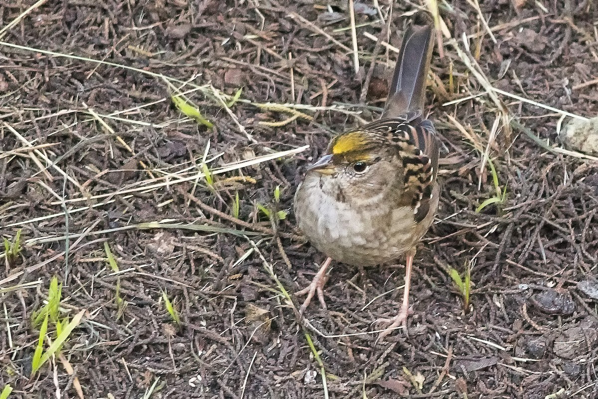 Golden-crowned Sparrow - ML505601881