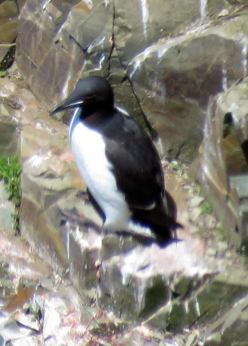 Thick-billed Murre - ML505605891