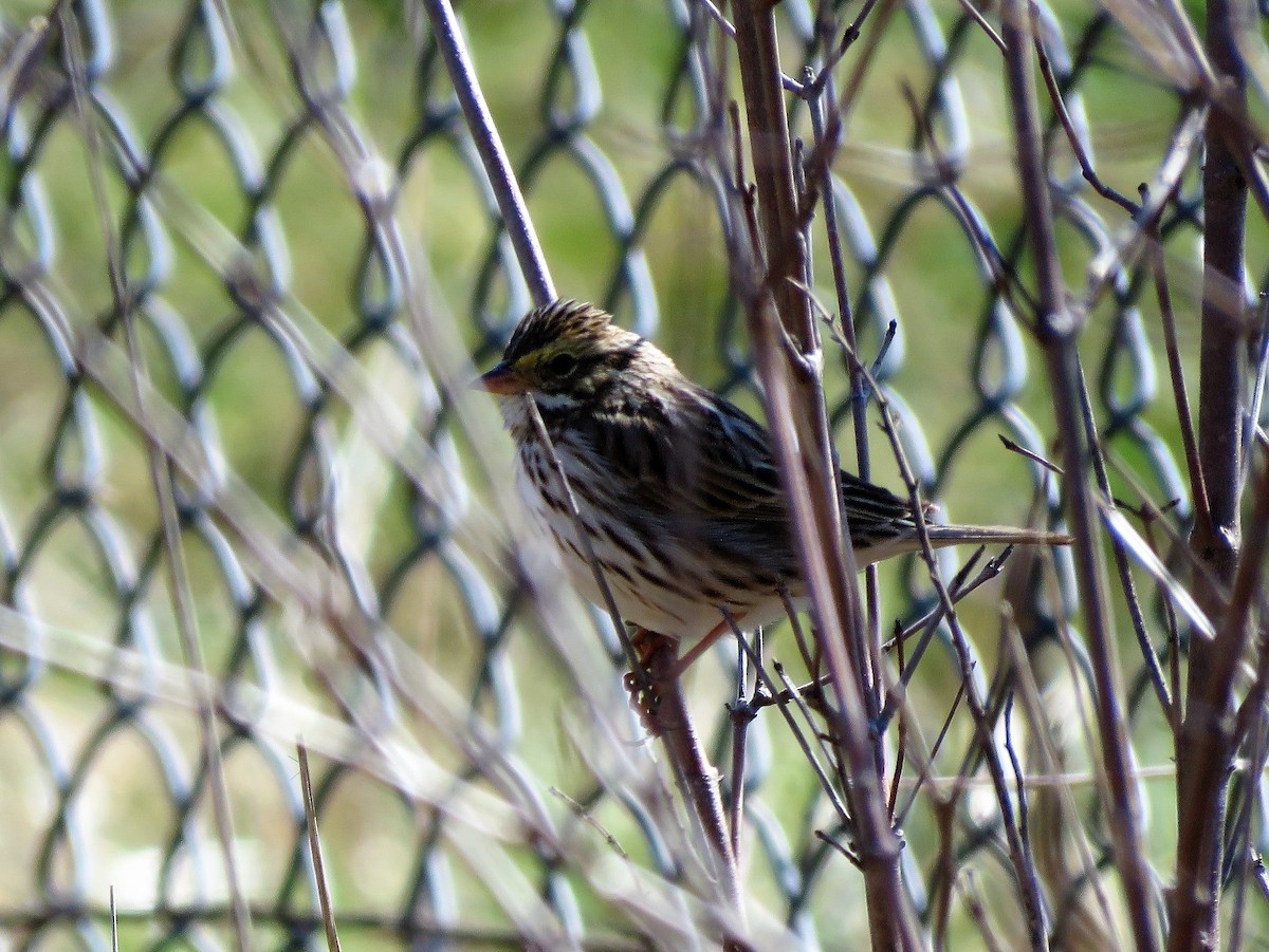 Savannah Sparrow - ML50560681