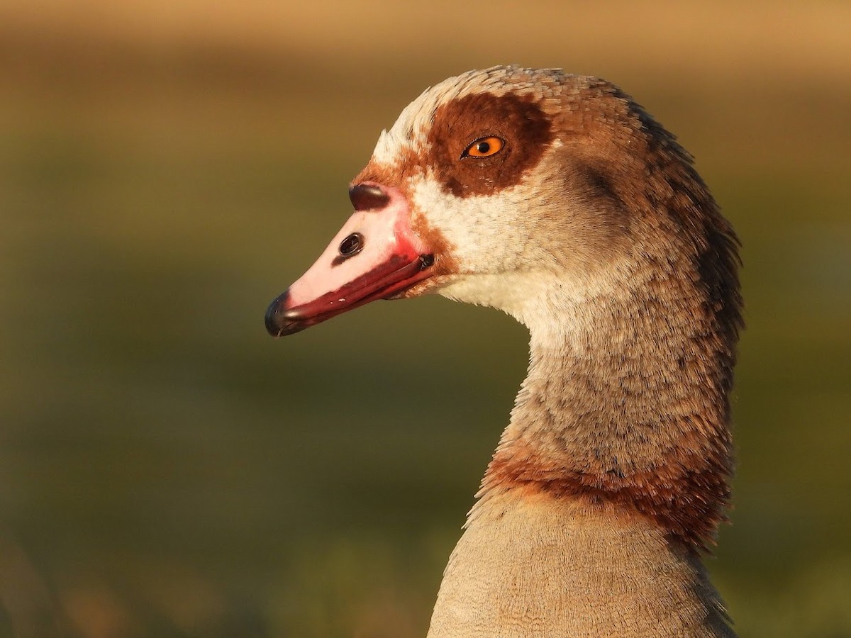 Egyptian Goose - Long-eared Owl