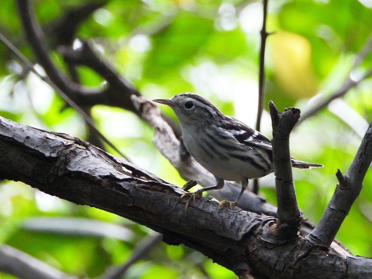 Black-and-white Warbler - ML505618281