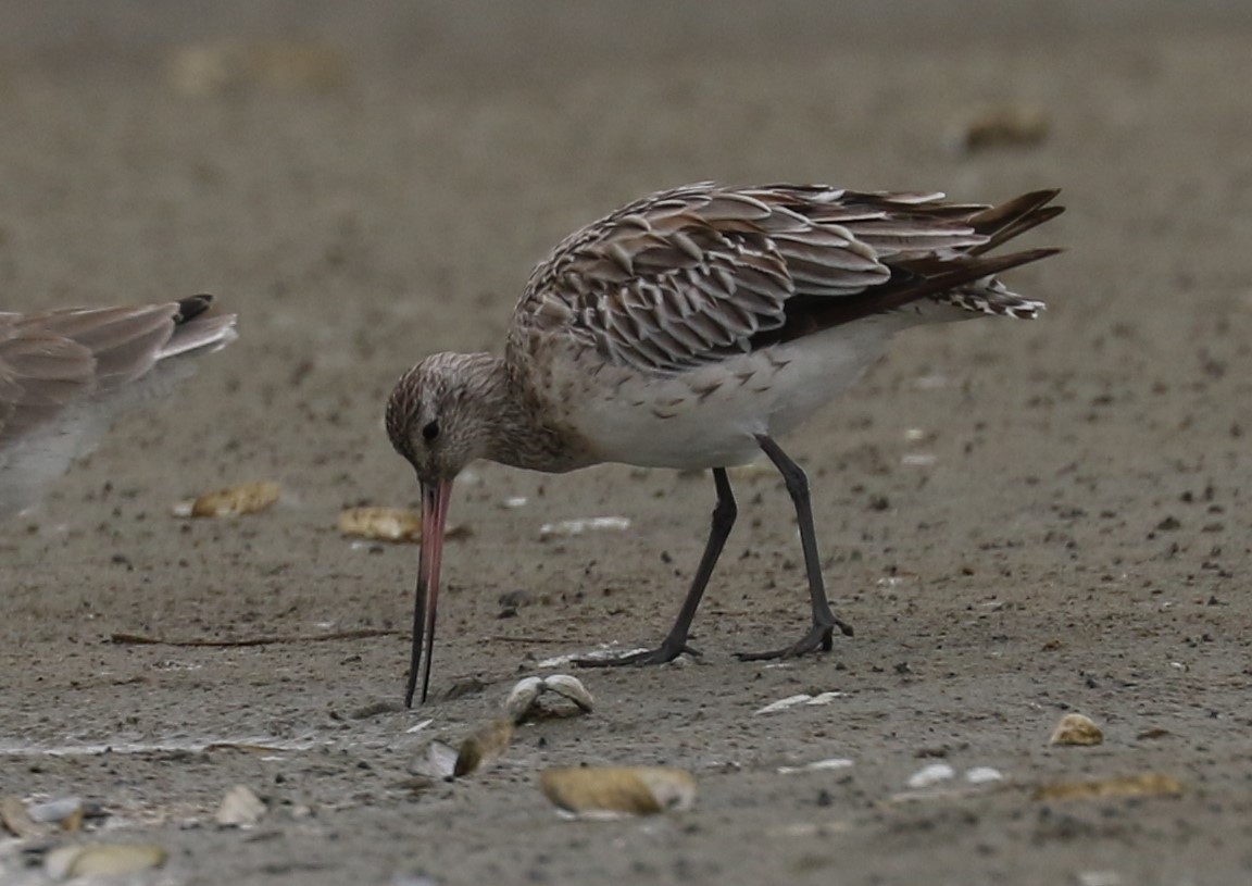 Ebird checklist 20 nov 2022 kiawah island east beach 27 species