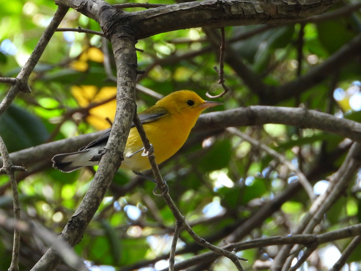 Prothonotary Warbler - ML505621541